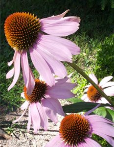 Echinacea wird in der Pflanzenheilkunde eingesetzt.